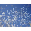 Свадебные надувные голуби (био голуби)