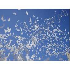 Свадебные надувные голуби (био голуби)