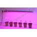 Мощная светодиодная фитолинейка «Кастор» для рассады, цветов и аквариумных растений, гарантийное обслуживание - 1 год